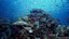 Health of oceans 'declining fast'