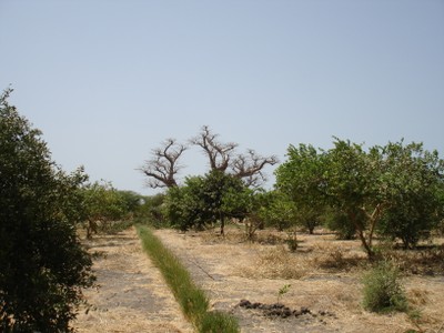 irrigated-fruit-trees-near-the-demo-sites.jpg
