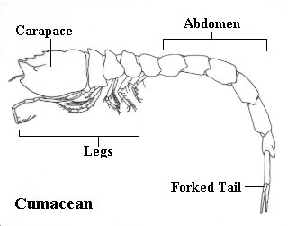 Cumacean Picture