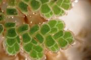Azolla macro.JPG