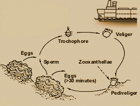 Clam life cycle