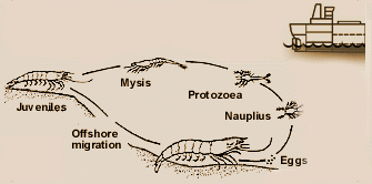 Diagram of the Prawn life cycle