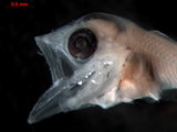 Reference Photos for South China Sea Fish Larvae