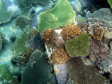 Introduction to Coral Reefs and Seagrass