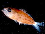 Catalogue of Larval Fish Images