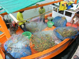 Fisheries Management Principles and Concepts