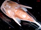 Uranoscopidae-Ventral