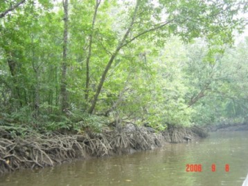 Batu Ampar Mangroves