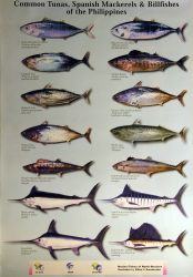 Large Pelagic Fish Species of the Philippines