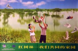 Promoting Wise Use of Mangroves in China