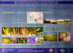 Seagrasses of Cambodia