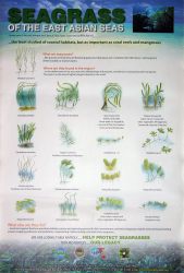 Seagrasses of the South China Sea