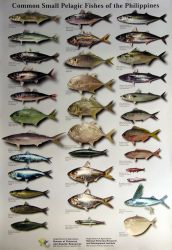 Small Pelagic Fishes of the Philippines