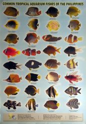 Tropical Aquarium Fish of the Philippines
