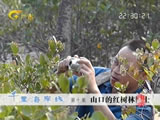 Fanchenggang Mangrove Documentary