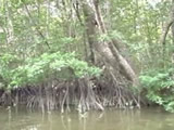 Indo Mangrove 1