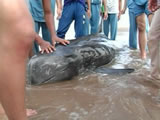 Stranded Dolphin in the Shantou Wetland Demo Site 2
