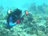 Thai coral - Footage of Six Coral Reef Sites in the Gulf of Thailand
