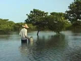 Video of Mangroves at Fangchenggang China
