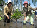 Sustainable Use and Management of Mangroves